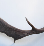 Grote DAMHERT AFWERP GEWEI  STANG - ± 1 kg - 75 cm