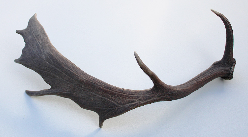 Grote DAMHERT AFWERP GEWEI  STANG - ± 1 kg - 75 cm