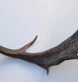 Grote DAMHERT AFWERP GEWEI  STANG - ± 1 kg - 75 cm
