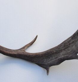 Grote DAMHERT AFWERP GEWEI STANG - ± 1 kg - 75 cm  - ref.  L