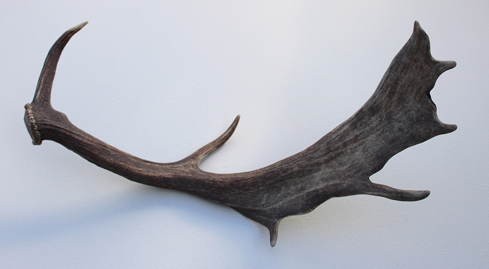 Grote DAMHERT AFWERP GEWEI  STANG - ± 1 kg - 75 cm