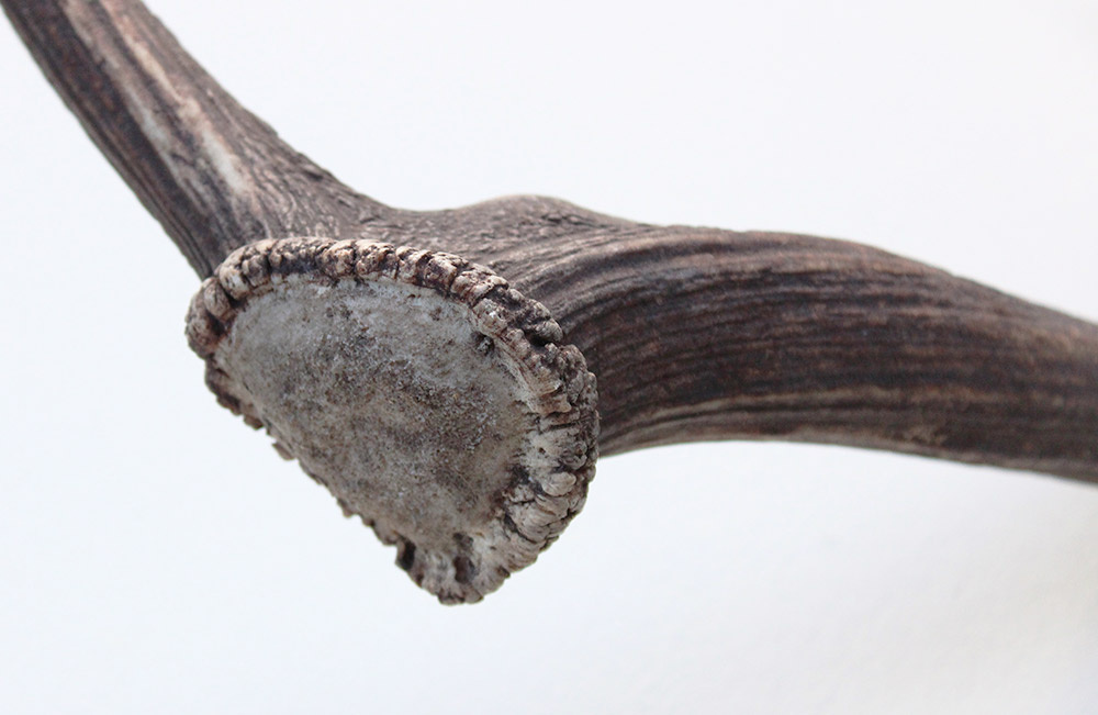 Grote DAMHERT AFWERP GEWEI  STANG - ± 1 kg - 75 cm
