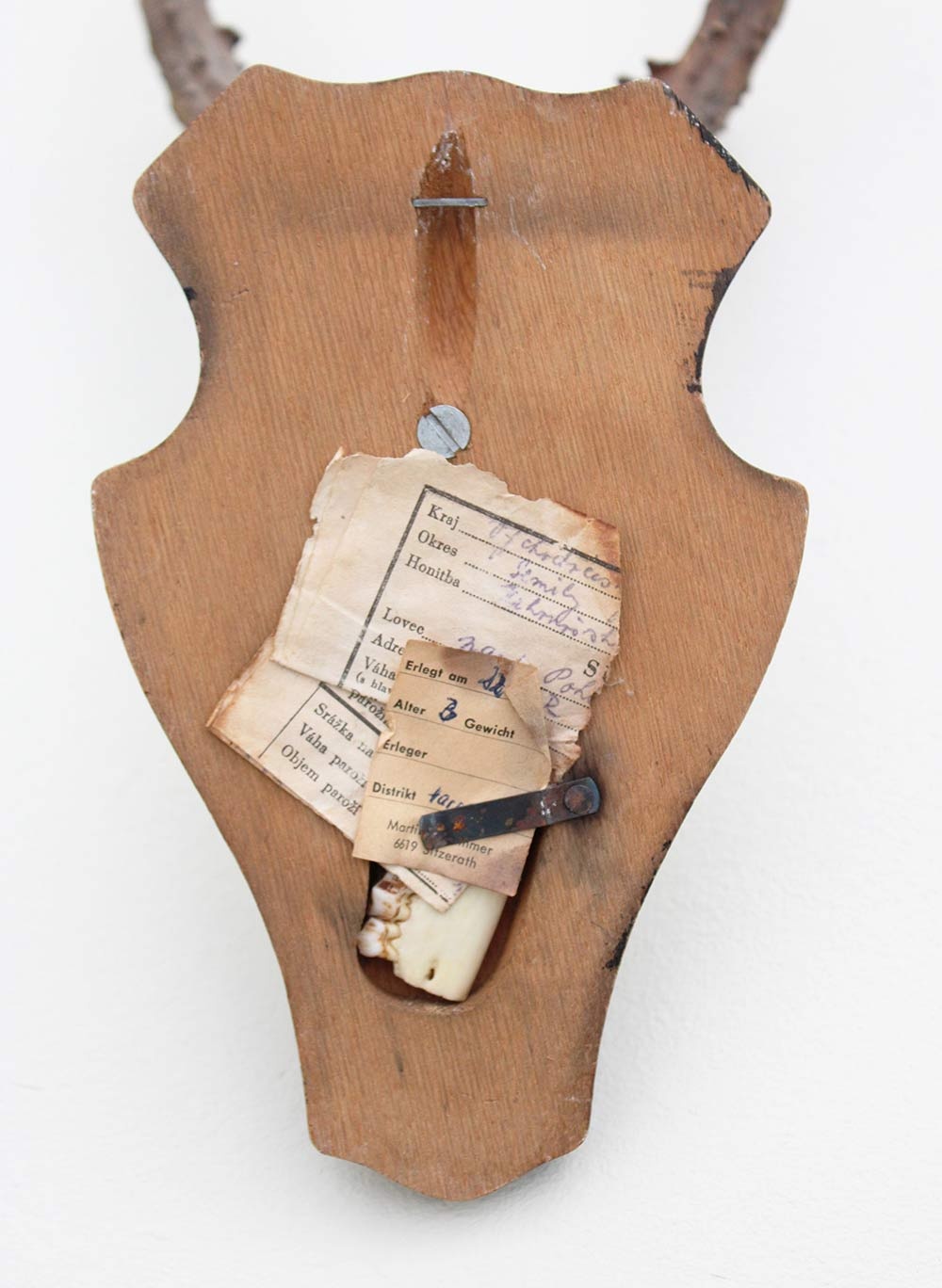 Mooi gepareld zesender REE GEWEI op houten schild