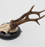 Antiek zesender REE GEWEI  - rond 1910 op rond zwart houten schild