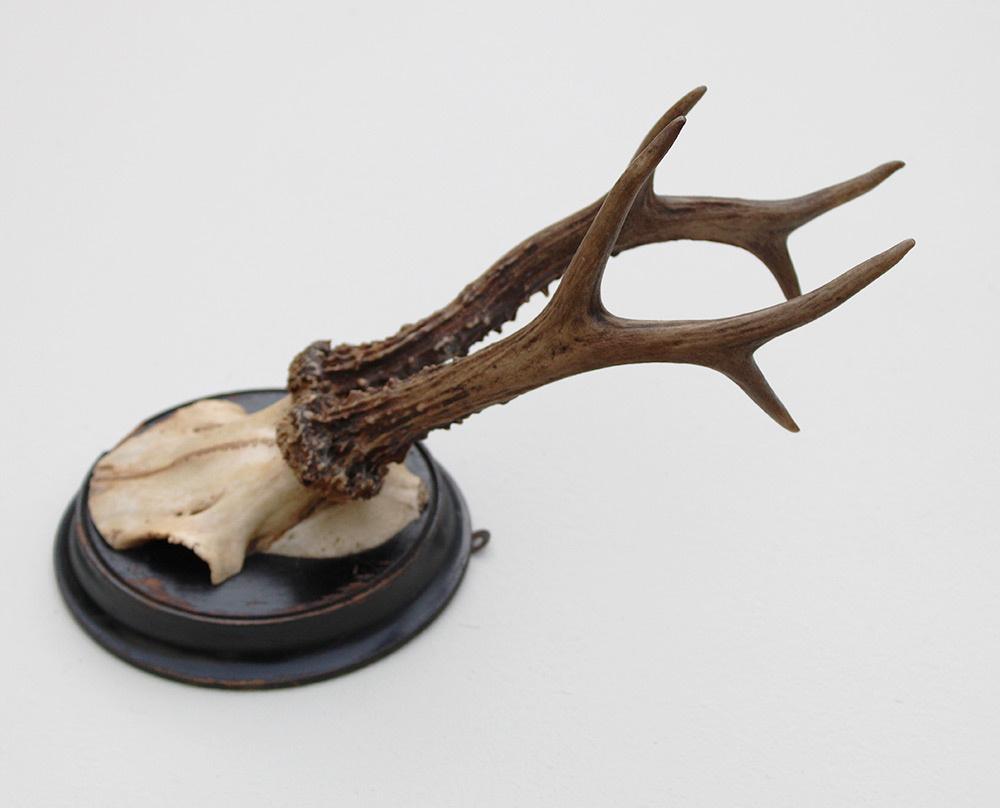 Antiek zesender REE GEWEI  - rond 1910 op rond zwart houten schild