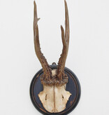 Antiek zesender REE GEWEI  - rond 1910 op rond zwart houten schild