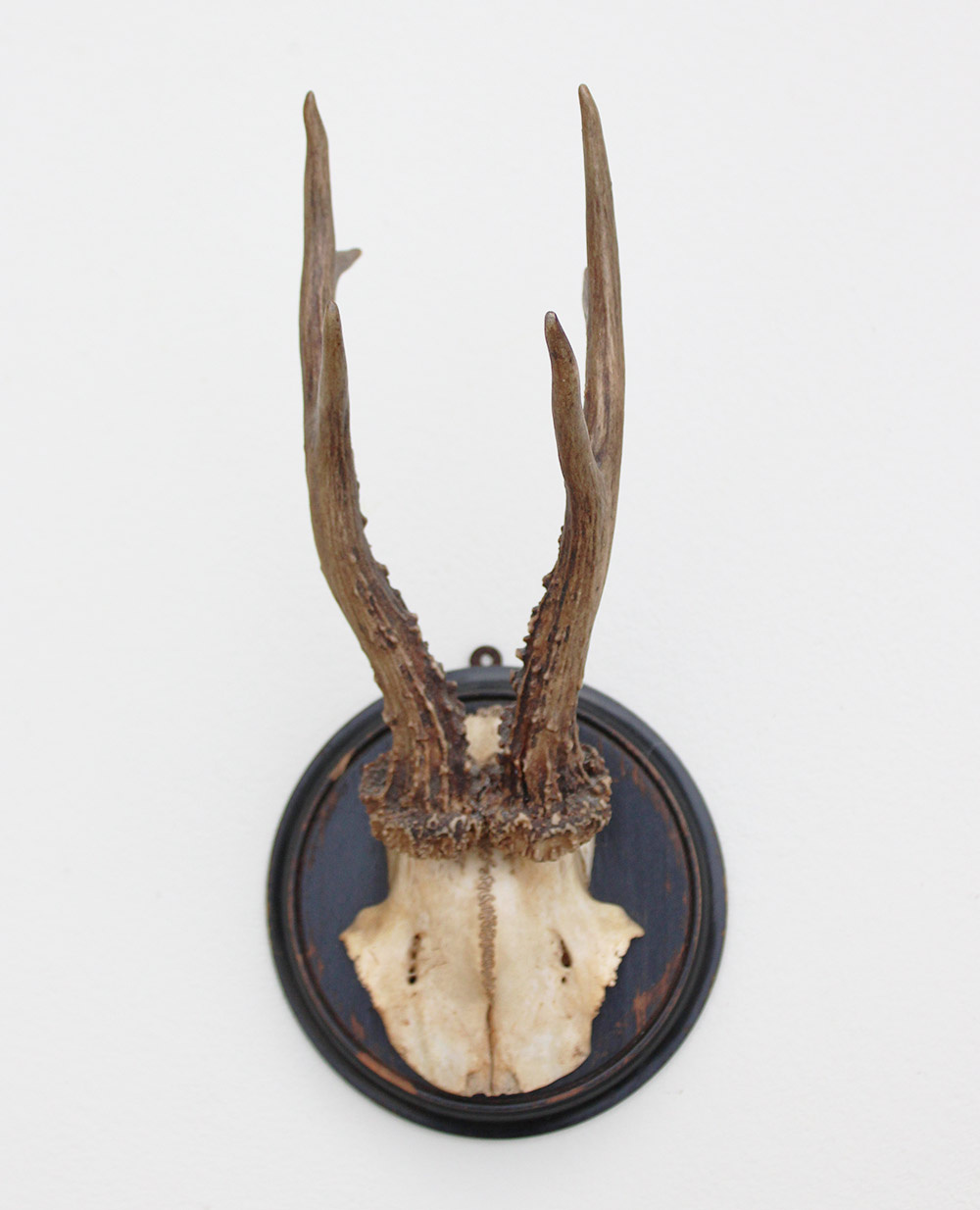 Antiek zesender REE GEWEI  - rond 1910 op rond zwart houten schild