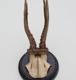 Antiek zesender REE GEWEI  - rond 1910 op rond zwart houten schild