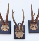 3 x antiek REE GEWEI  op zwart houten schild  - 1899