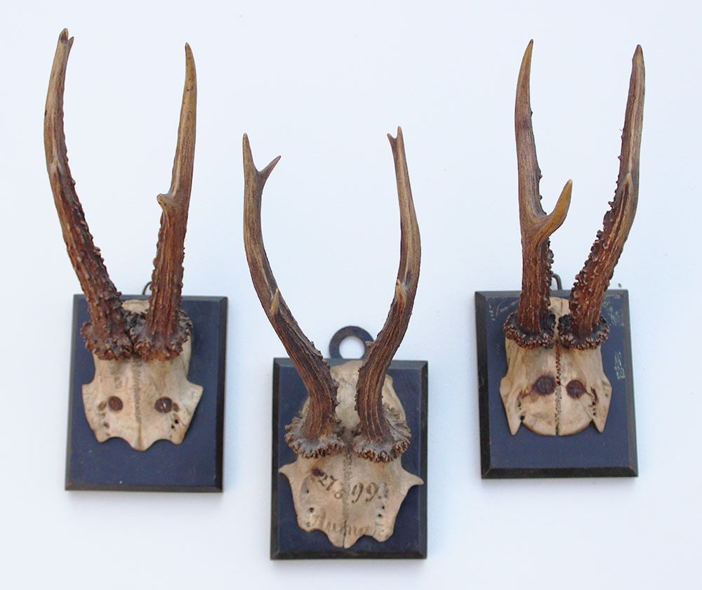 3 x antiek REE GEWEI  op zwart houten schild  - 1899