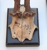 3 x antiek REE GEWEI  op zwart houten schild  - 1899