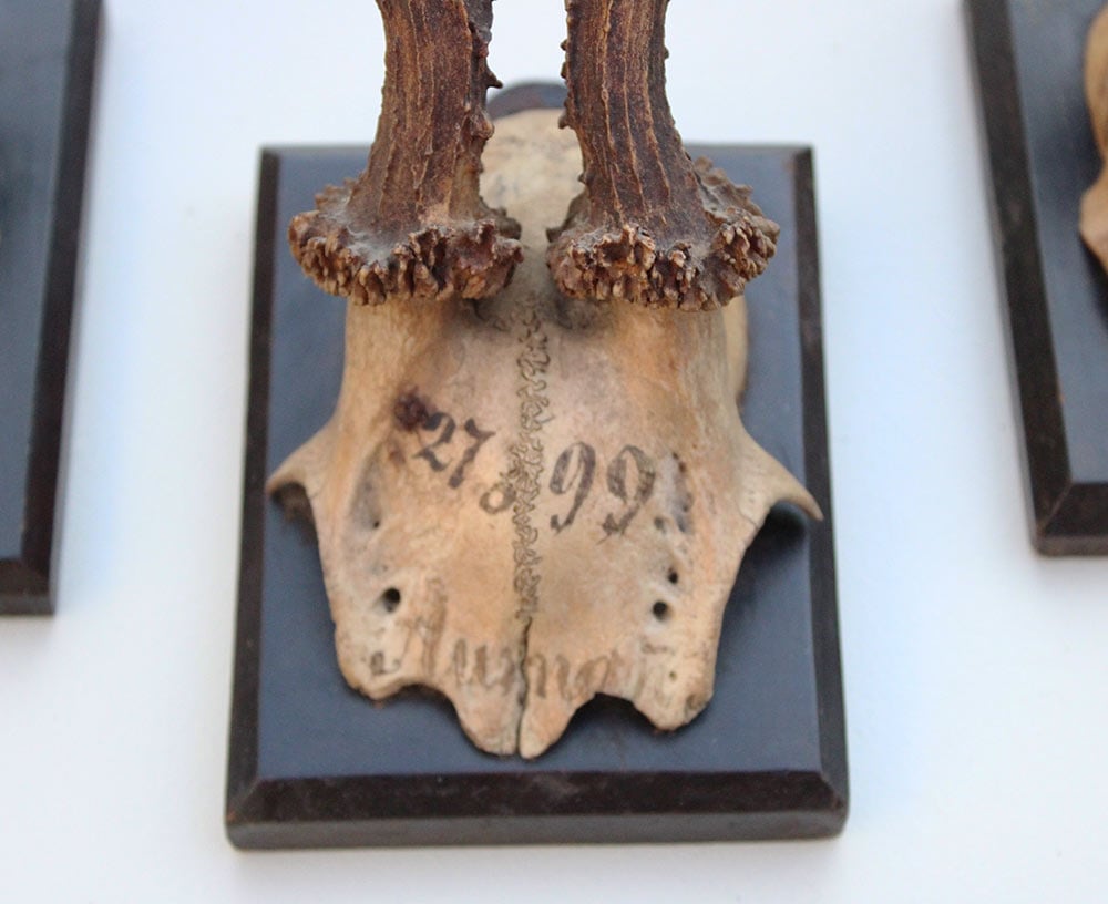 3 x antiek REE GEWEI  op zwart houten schild  - 1899