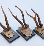 3 x antiek REE GEWEI  op zwart houten schild  - 1899