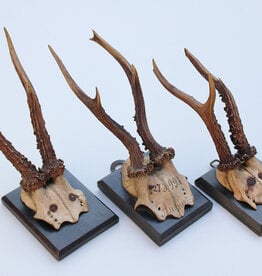 3 x antiek REE GEWEI  op zwart houten schild  - 1899