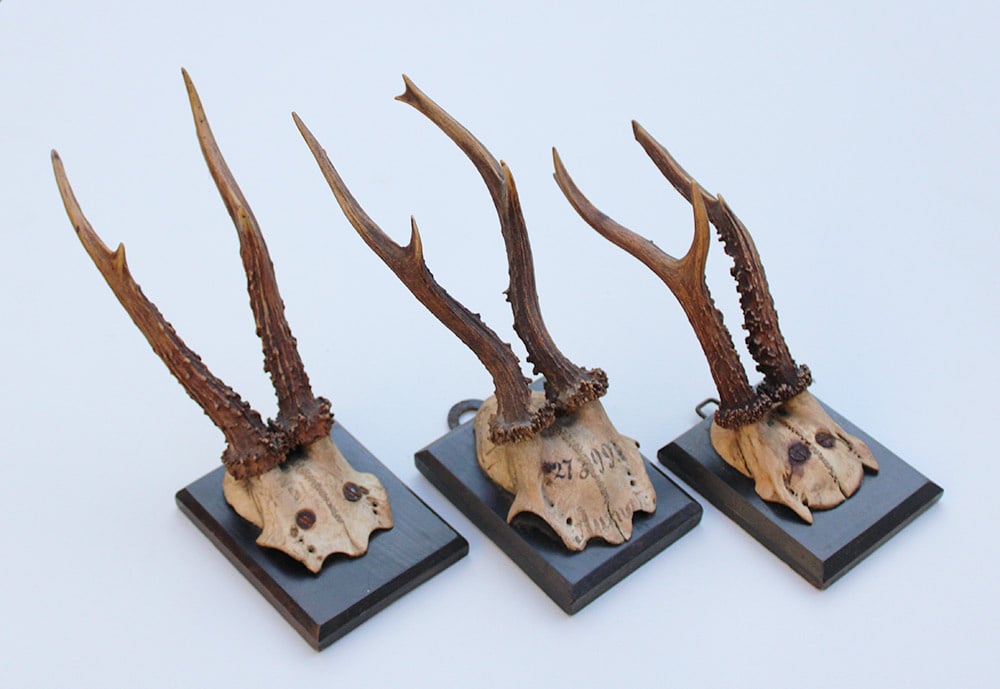 3 x antiek REE GEWEI  op zwart houten schild  - 1899