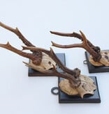 3 x antiek REE GEWEI  op zwart houten schild  - 1899