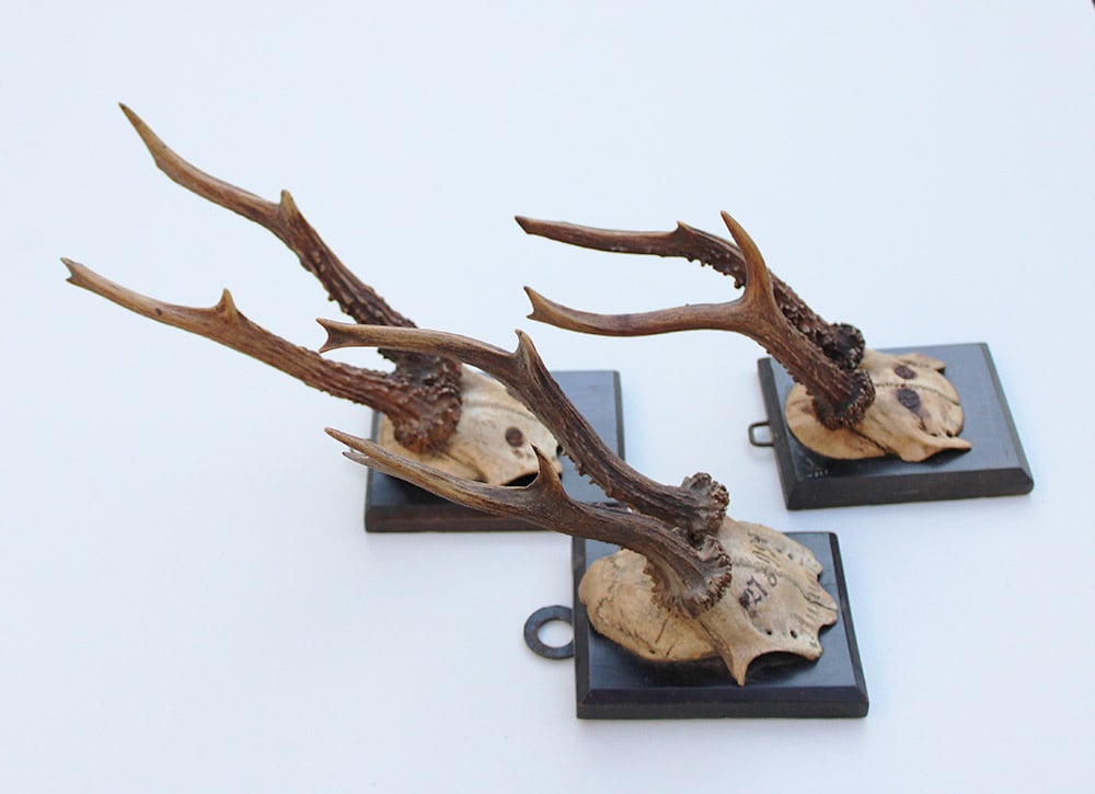 3 x antiek REE GEWEI  op zwart houten schild  - 1899