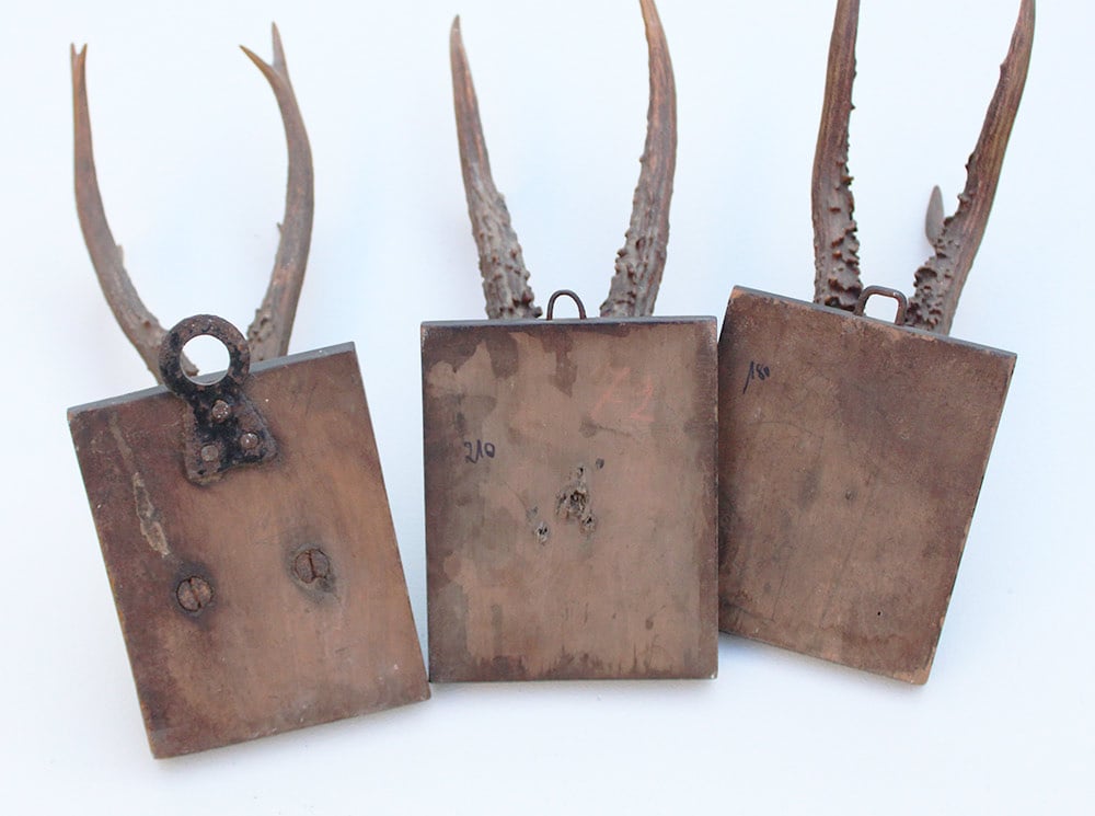 3 x antiek REE GEWEI  op zwart houten schild  - 1899