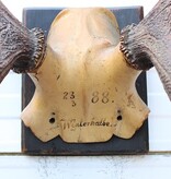 Antiek EDELHERT GEWEI, ongelijke 10-ender - 1888