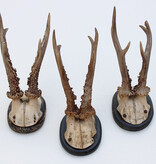 3 x antiek REE GEWEI  op zwart houten schild  - 1888/1892