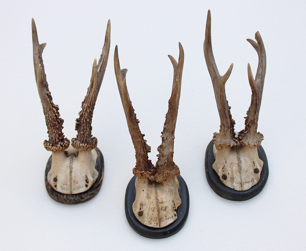 3 x antiek REE GEWEI  op zwart houten schild  - 1888/1892