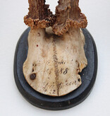 3 x antiek REE GEWEI  op zwart houten schild  - 1888/1892