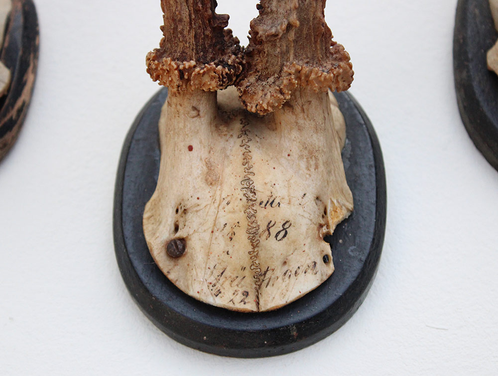 3 x antiek REE GEWEI  op zwart houten schild  - 1888/1892