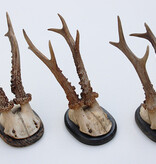 3 x antiek REE GEWEI  op zwart houten schild  - 1888/1892