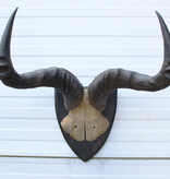 Antieke schedel CONGONI HARTEBEEST - rond 1900