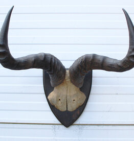 Antieke schedel CONGONI HARTEBEEST - rond 1900