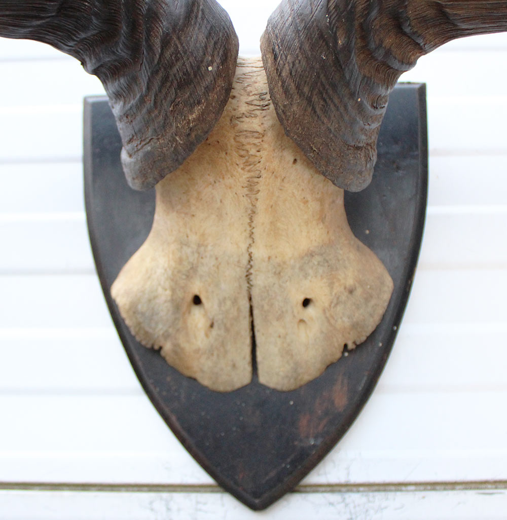 Antieke schedel CONGONI HARTEBEEST - rond 1900