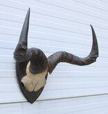 Antieke schedel CONGONI HARTEBEEST - rond 1900