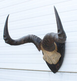 Antieke schedel CONGONI HARTEBEEST - rond 1900