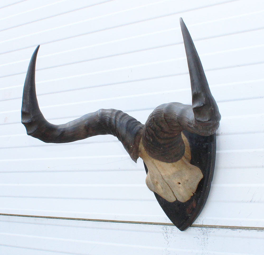 Antieke schedel CONGONI HARTEBEEST - rond 1900