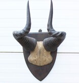 Antieke schedel LIECHTENSTEIN'S HARTEBEEST - rond 1900