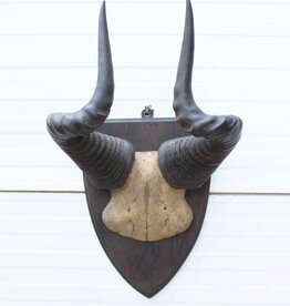 Antieke schedel LIECHTENSTEIN'S HARTEBEEST - rond 1900