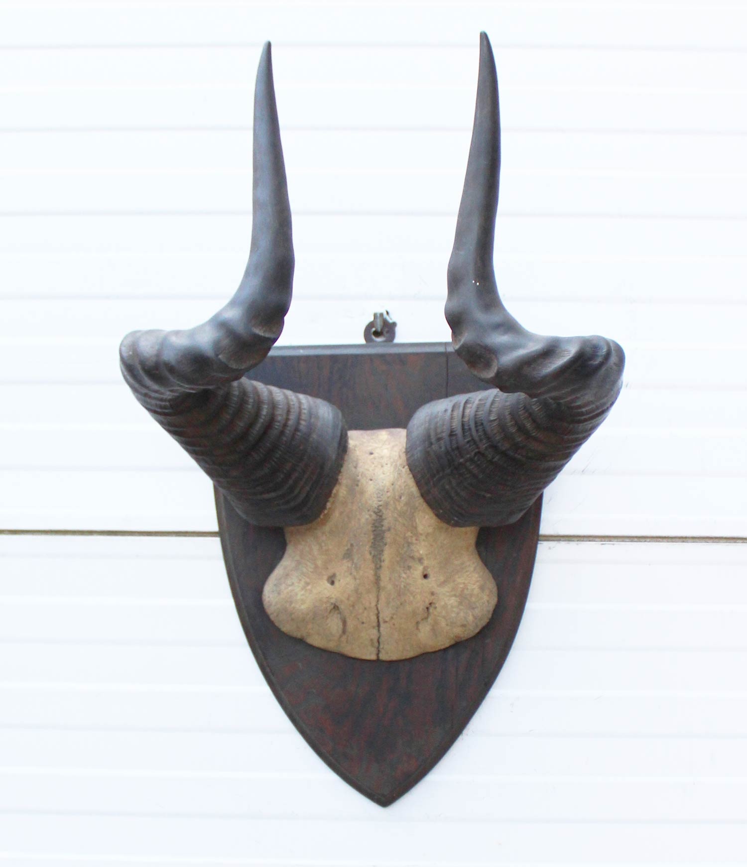 Antieke schedel LIECHTENSTEIN'S HARTEBEEST - rond 1900
