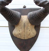 Antieke schedel LIECHTENSTEIN'S HARTEBEEST - rond 1900