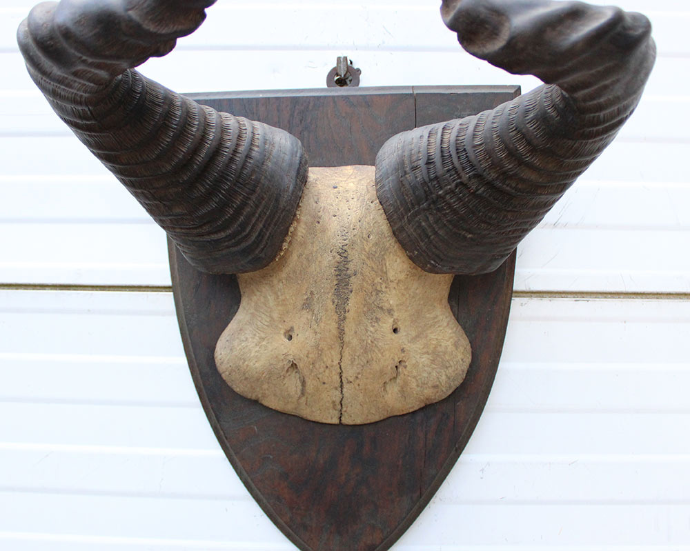 Antieke schedel LIECHTENSTEIN'S HARTEBEEST - rond 1900