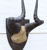 Antieke schedel LIECHTENSTEIN'S HARTEBEEST - rond 1900