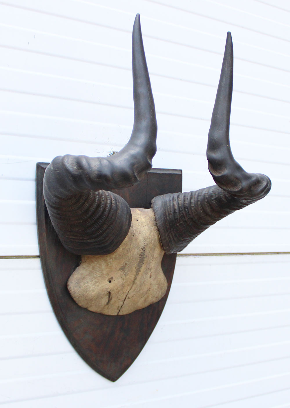 Antieke schedel LIECHTENSTEIN'S HARTEBEEST - rond 1900