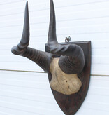 Antieke schedel LIECHTENSTEIN'S HARTEBEEST - rond 1900