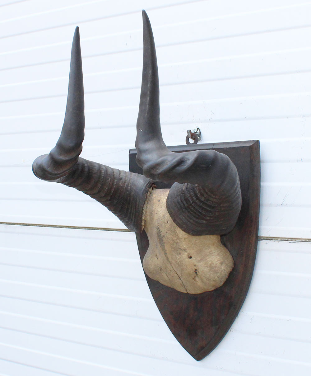 Antieke schedel LIECHTENSTEIN'S HARTEBEEST - rond 1900