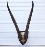 Antieke schedel GRANT'S GAZELLE rond 1900