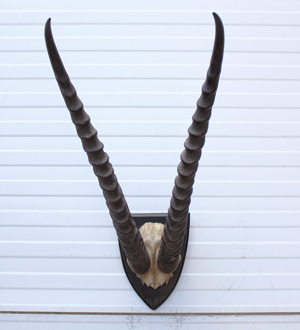 Antieke schedel GRANT'S GAZELLE rond 1900