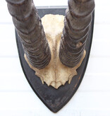 Antieke schedel GRANT'S GAZELLE rond 1900