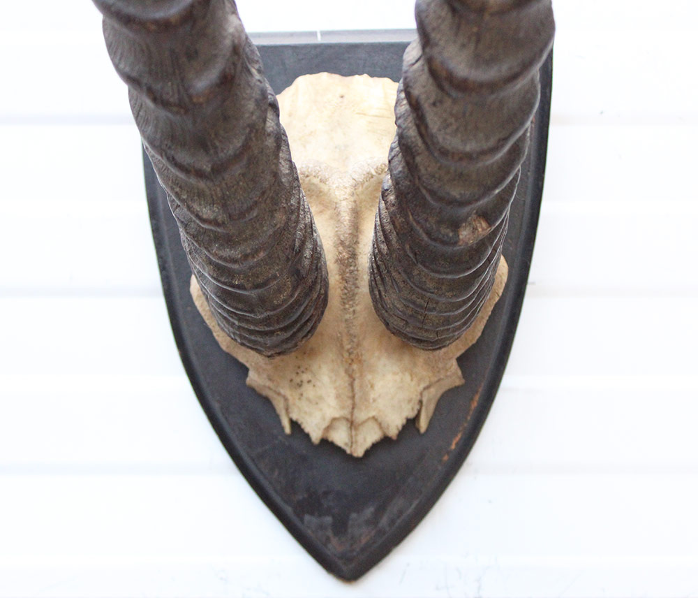 Antieke schedel GRANT'S GAZELLE rond 1900