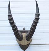 Antieke schedel TOPI ANTILOPE rond 1900