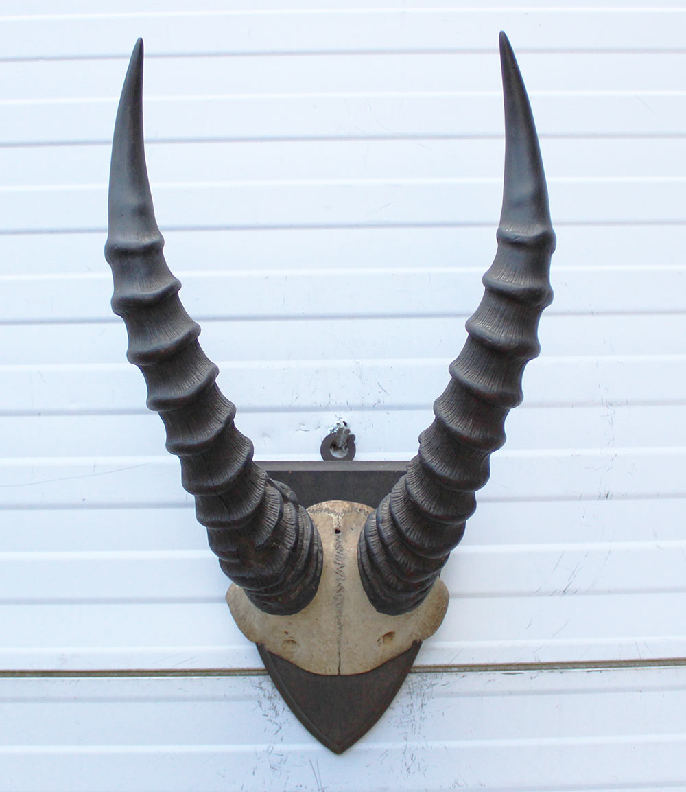 Antieke schedel TOPI ANTILOPE rond 1900