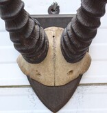Antieke schedel TOPI ANTILOPE rond 1900